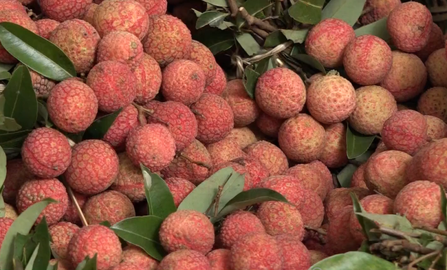 Vietnam litchis for export